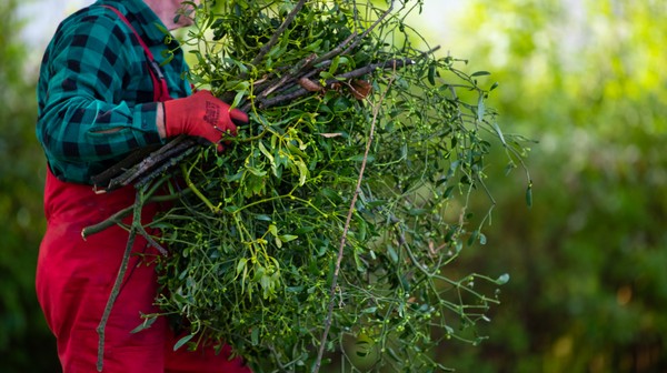 Porośnięte jemiołą drzewa narażone są na śmierć - trzeba je ratować