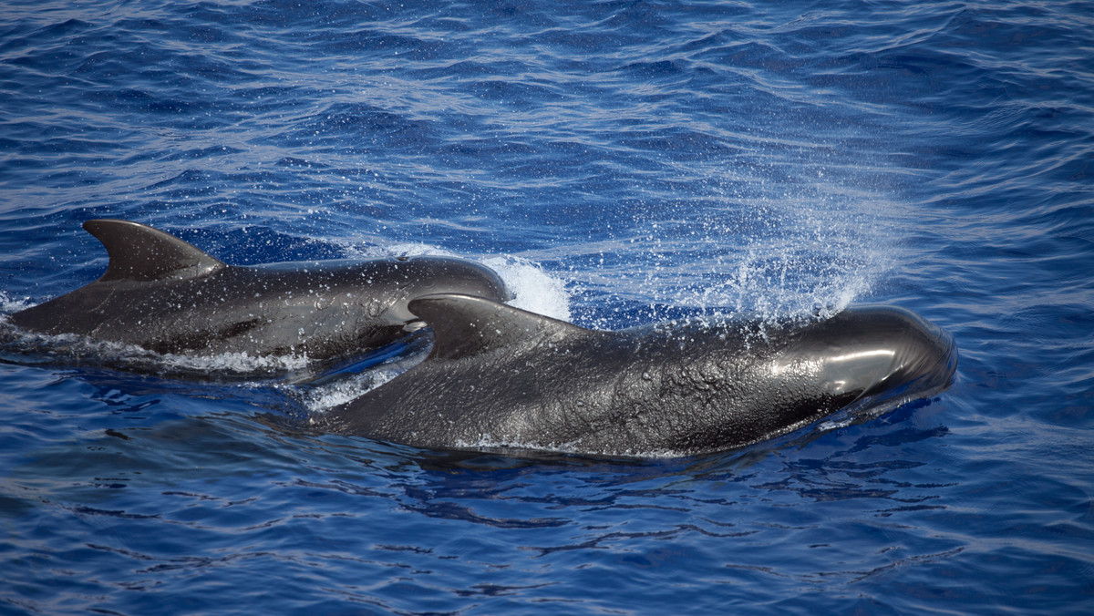 Co najmniej 130 wielorybów zginęło po wyrzuceniu na brzeg na zachodzie Australii - podały lokalne media, na które powołuje się agencja Kyodo. Według władz, cytowanych z kolei przez AP, ponad 150 wielorybów utknęło w Zatoce Hamelin i tylko 15 z nich przeżyło.
