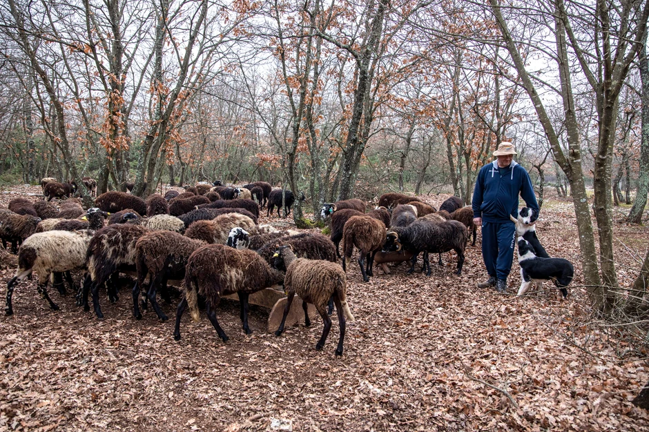 Evropa daje podsticaje, ali sankcije su stroge – zbog toga jako mali deo sredstava stigne do stočara, kaže Vedran Macan