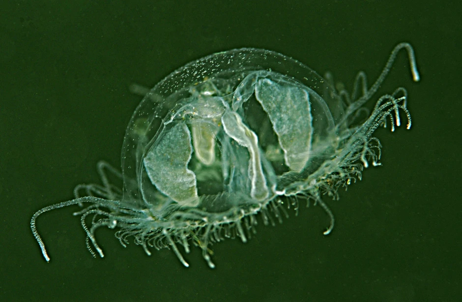 Slatkovodna meduza