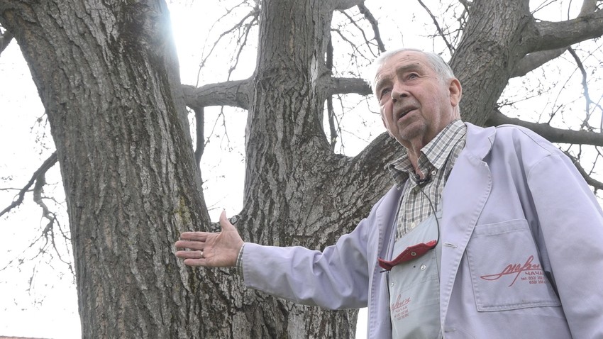 Najveći orah na Balkanu raste u Ljubić polju