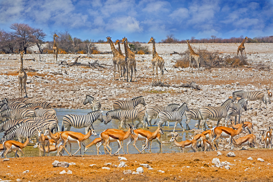 Park narodowy Etosha