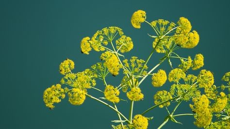 Asafoetida