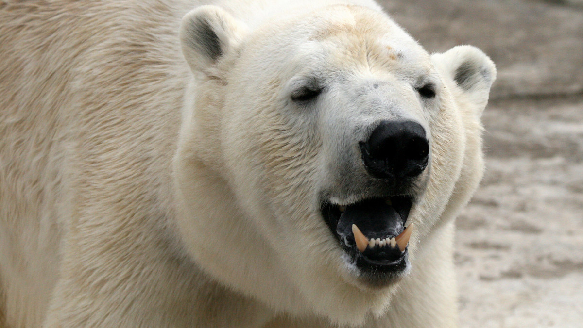 Niedźwiedź polarny zabił kobietę i chłopca. Zastrzelił go jeden z mieszkańców