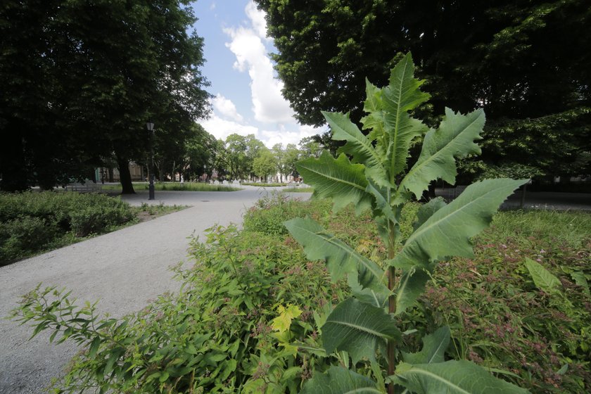 Park Sienkiewicza w Łodzi po remoncie do naprawy