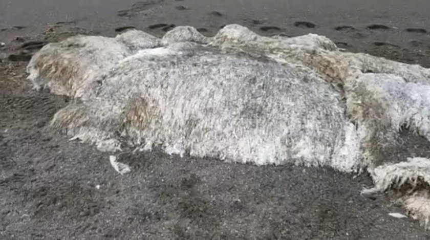 Tajemniczy stwór znaleziony na plaży na półwyspie Kamczatka