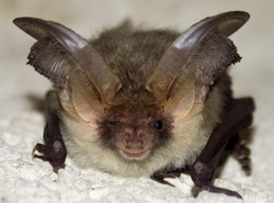 Więcej nietoperzy w Beskidach