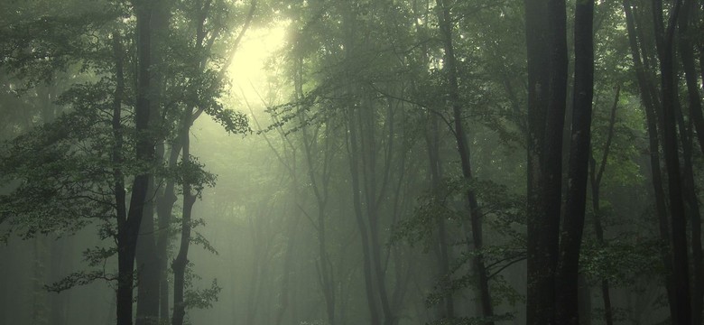 Polacy zgubili się w środku rumuńskiego lasu