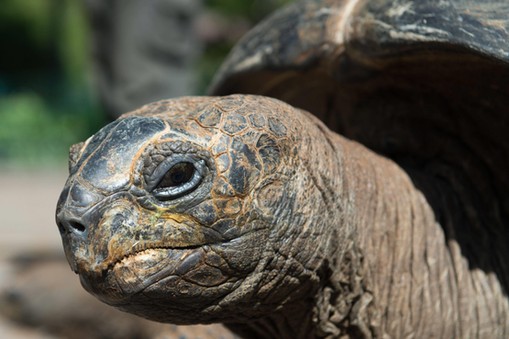 Move of the Aldabra giant tortoises