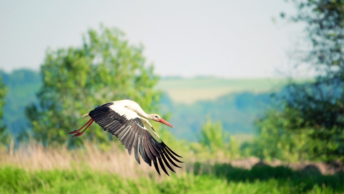 Do końca lutego potrwa przywracanie dawnego, naturalnego wyglądu skałom w rezerwacie przyrody Prządki pomiędzy Czarnorzekami a Korczyną k. Krosna (Podkarpackie). Rezerwat tworzy grupa ostańców skalnych, które pod wpływem erozji przybrały oryginalne kształty.