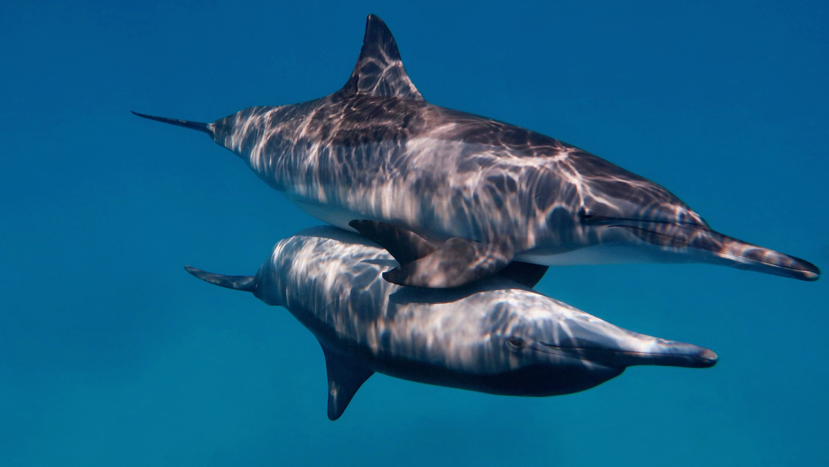Delfiny z walijskiej wyspy uratowane. Wróciły do morza