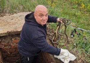 Vladica Stanković uhvatio šest zmija