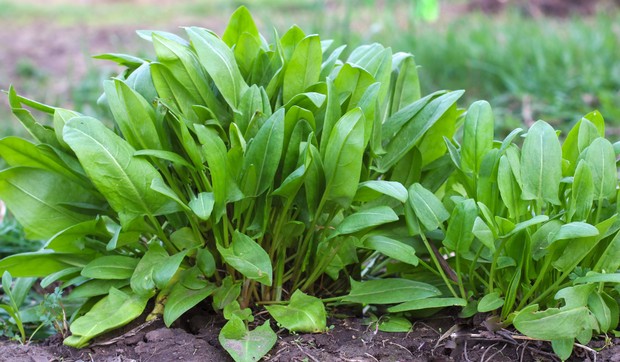 Kiseljak je odličan izvor antioksidanata