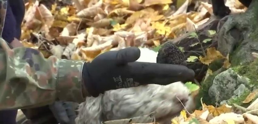 Tartufari iz Valjeva