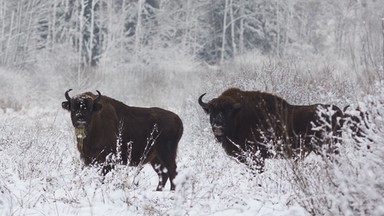 Leśnicy chcą policzyć żubry w Białowieży, ale jest za ciepło