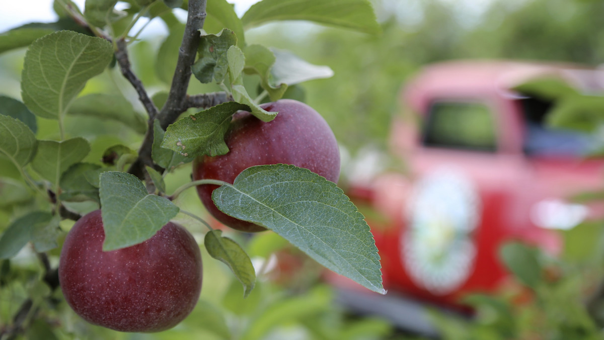 Polska jest największym eksporterem jabłek na świecie, jednak potencjał polskich jabłek nie jest w pełni wykorzystywany - uważają producenci i przetwórcy tych owoców. Alternatywną możliwością zagospodarowania nadwyżek jest produkcja cydru.