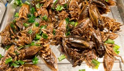 Jadalne owady to nie tylko dobry biznes, ale i szansa dla środowiska