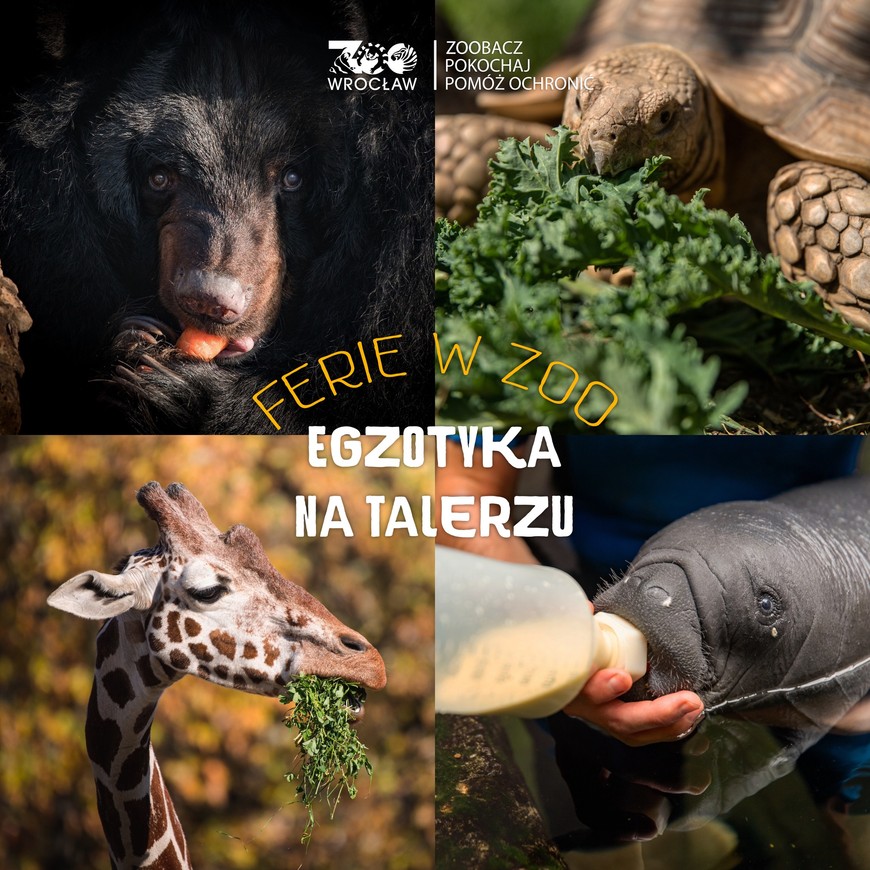 Dowiesz się co jadają żółwie i misie, a czym obżerają się manaty