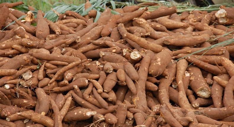 FG raises alarm over new cassava brown streak disease [First Report]