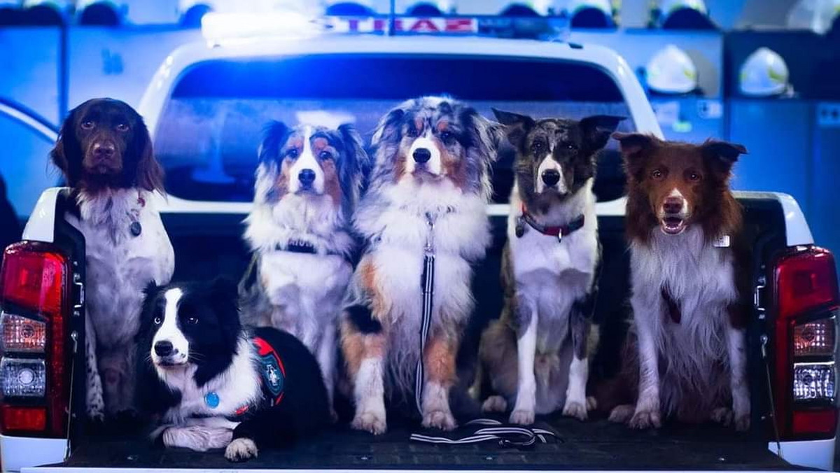 Psy z Grupy Poszukiwawczo-Ratowniczej OSP Marki
