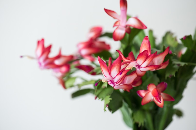 Grudnik Schlumbergera,Flower,With,Beautiful,Red,Flowers,On,A,White,Background.