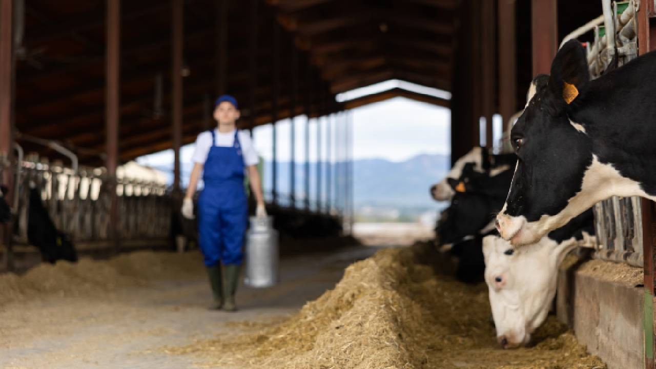 Un fermier din Germania a renunțat la roboții de muls și a angajat români pentru cele 1.300 de vaci de la ferma sa: „Numai defecțiuni și stres”