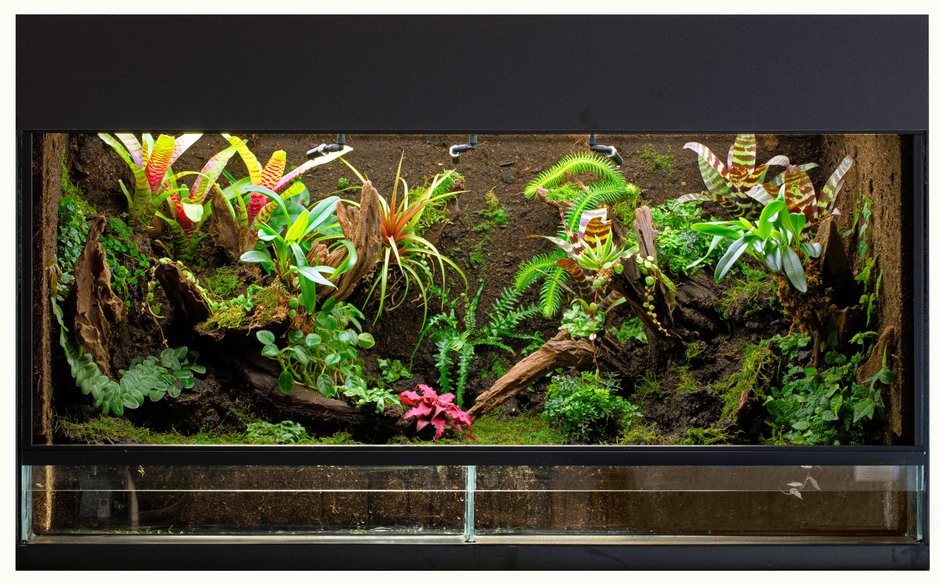 Paludarium - kikkerdirk/stock.adobe.com