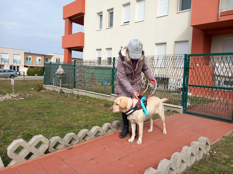 Száva kutya kiheverte a támadásokat / Fotó: Baráthegyi Vakvezető és Segítő Kutya Iskola Alapítvány
