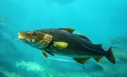 Zagrożony dorsz. Przez nadmierne połowy populacja nie może się odbudować