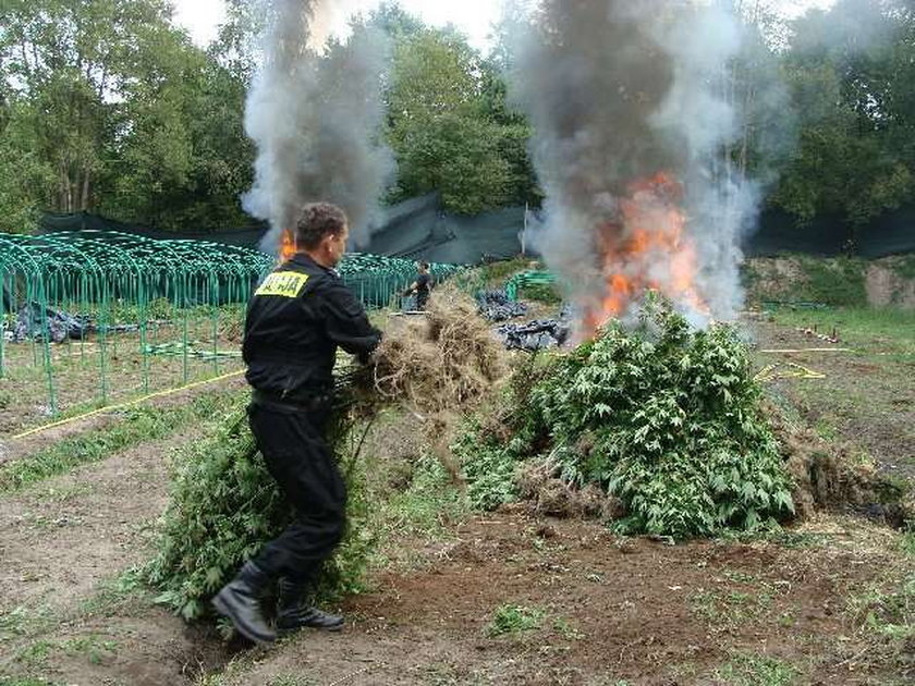 Spalili marihuanę za pięć milionów