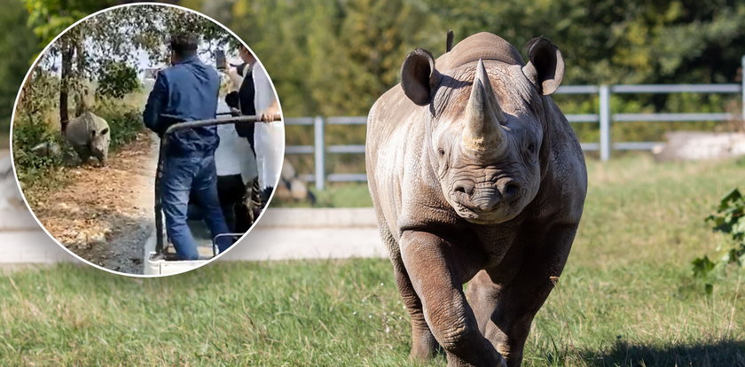 Nosorożec staranował grupę turystów. Nagranie z upadkiem auta na safari obiegło internet