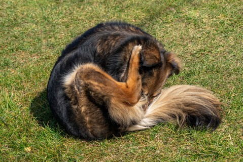 Miért nyalogatja a kutyám a hátsóját? Ebben az esetben érdemes orvoshoz vinni