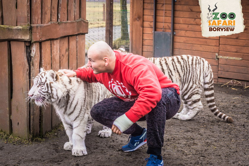 Artur Szpilka i Andrzej Wawrzyk bawili się z tygrysami