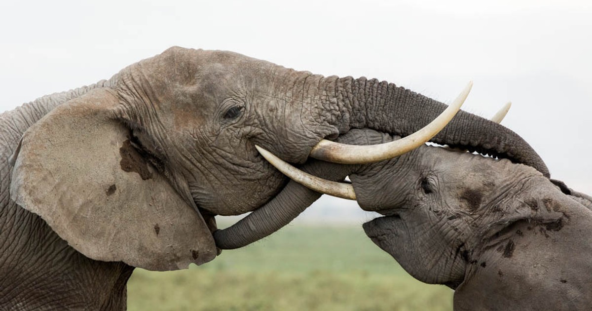 Five amazing benefits of African bush elephants and why we cannot