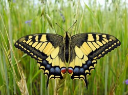 Naukowcy alarmują. Awaria w Fukushimie zmutowała motyle