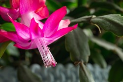 Grudnik obsypie się kwiatami, będzie miał jędrne liście. Wystarczy ta jedna tabletka z apteki