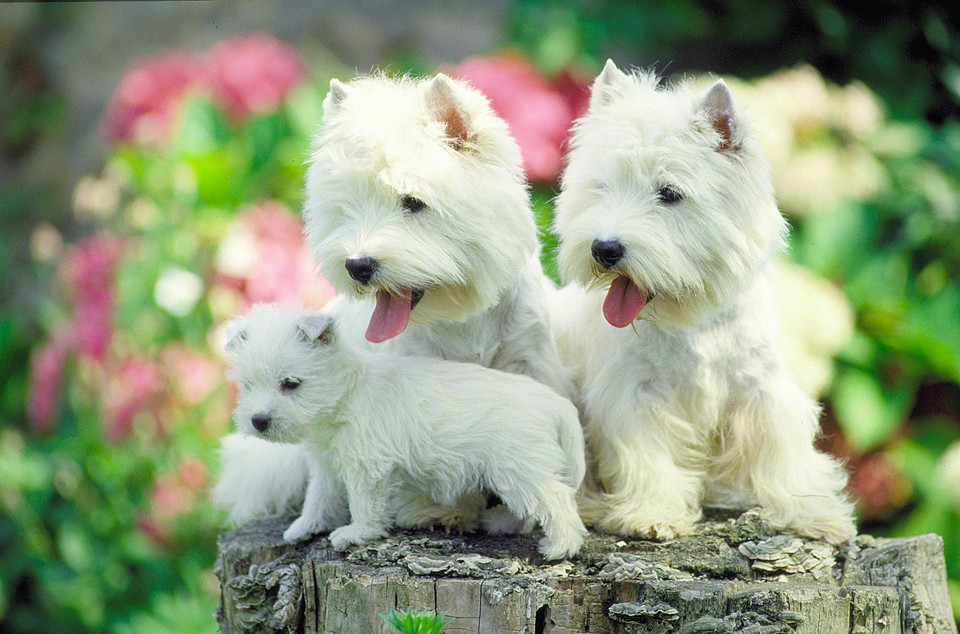 9. Psy do mieszkania w bloku - najlepsze rasy:
West highland white terier