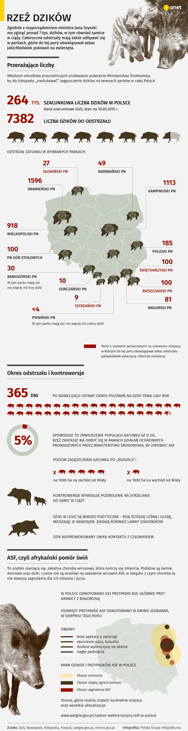 Rzeź dzików INFOGRAFIKA