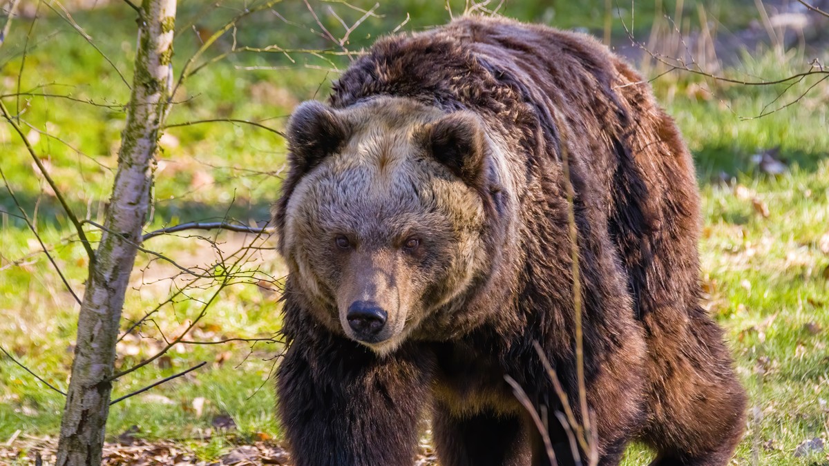 Vitte volna a medve a disznót az ólból, de az 54 éves gazda megakadályozta