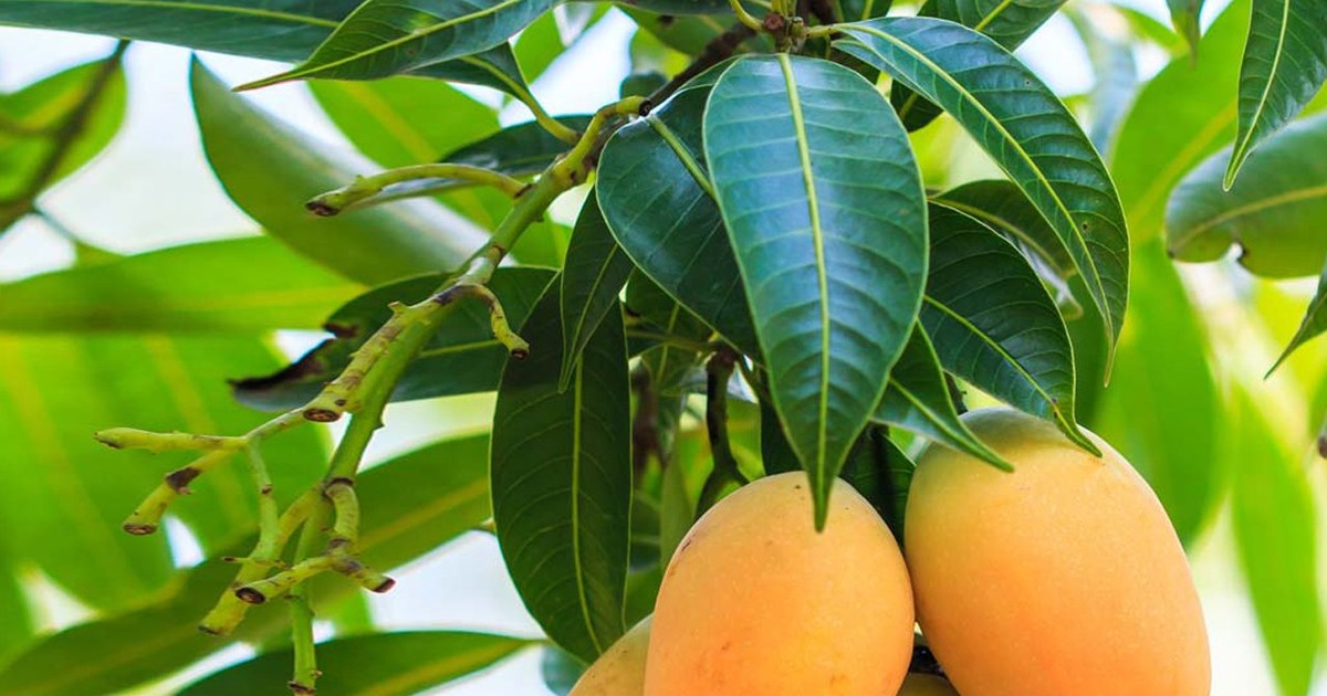 Mango leaves can cure disease, high blood pressure Expert Pulse Nigeria