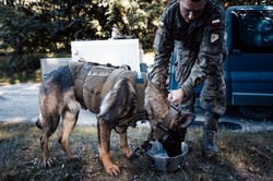 Afera o psy na defiladzie. Jest tłumaczenie armii