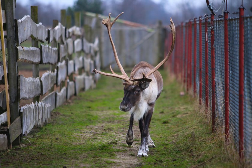 Renifer Rudolf zamieszkał na Ranczu Arka pod Lublinem