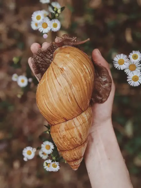 Achatina ślimak - jak się opiekować? Co je? / Zdjęcie ilustracyjne autorstwa Valeriia Miller z Pexels