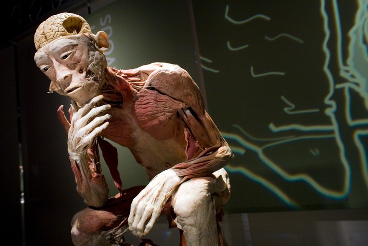 Na wystawie będzie można zobaczyć ponad 200 tak spreparowanych eksponatów.