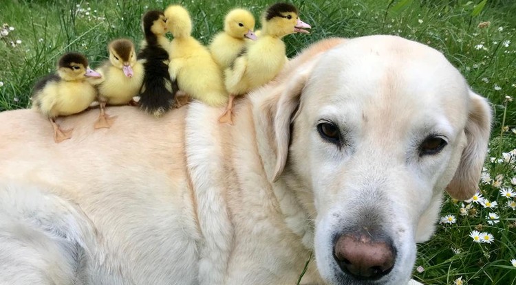 Napi ennivaló: Labrador fogadott örökbe árván maradt kiskacsákat