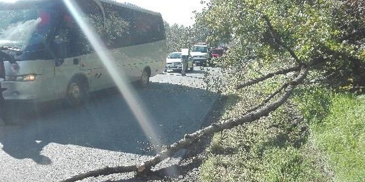 W Niewistce koło Brzozowa przed jadący autobus spadło drzewo
