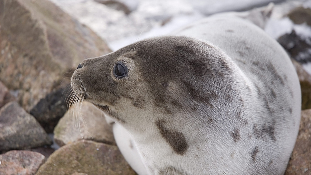 Aż 25 fok szarych jednocześnie zaobserwowano ostatnio w rejonie Ujścia Wisły - poinformowała we wtorek PAP organizacja ekologiczna WWF Polska.