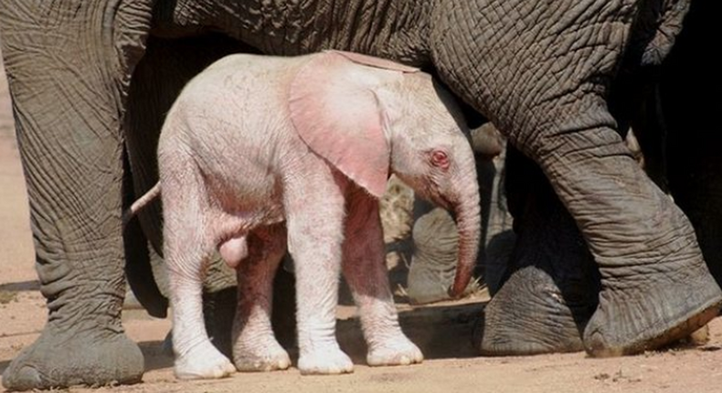 Albino elephant