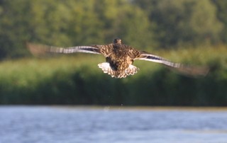 Park Krajobrazowy Doliny Dolnej Odry zagrożony z powodu skażenia rzeki