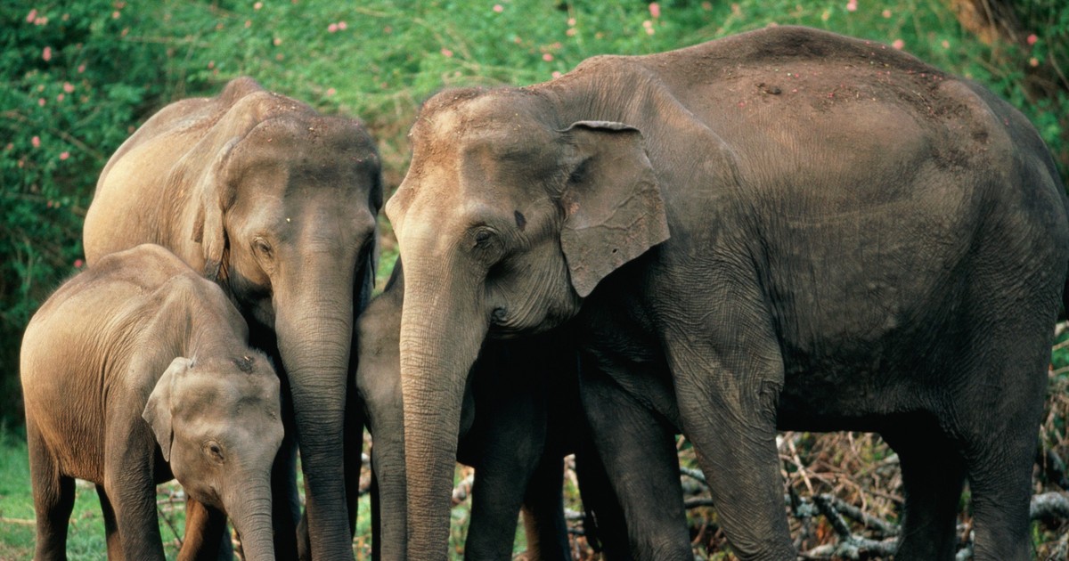 Scientists unravel the mystery of how elephants mourn their dead thanks to YouTube, report says - Vimarsana News